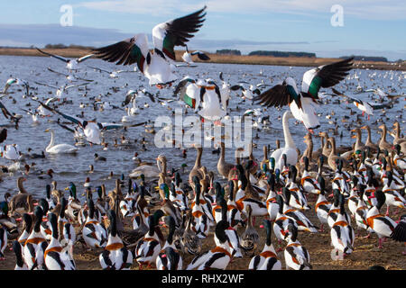 Faune au centre de la zone humide de Martin Mere, météo britannique. Février 2019. 3pm Shelduck et nourriture pour cygnes par le gestionnaire de la réserve WWT, qui distribue du blé et des céréales aux oiseaux migrateurs hivernant dans la réserve. Les Rangers de conservation du Centre Martin Mere pour les terres humides distribuent des aliments pour blé à une myriade de volailles sauvages, de canards sauvages migrants, d'oies, de waders, de cygnes, Oies et bernaches et Shelduck et autres oiseaux aquatiques pendant les mois d'hiver. Banque D'Images