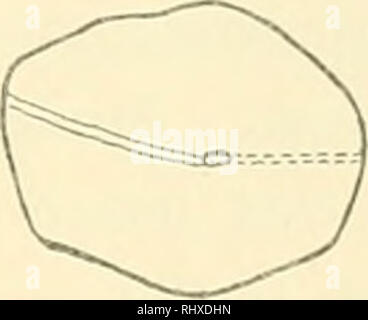 . Beiträge zur morphologie des skeletes, nebst der dipnoer pleuracanthiden holocephalen, bemerkungen über und sordide.  ; . . Veuillez noter que ces images sont extraites de la page numérisée des images qui peuvent avoir été retouchées numériquement pour plus de lisibilité - coloration et l'aspect de ces illustrations ne peut pas parfaitement ressembler à l'œuvre originale.. Fürbringer, Karl, 188. Banque D'Images