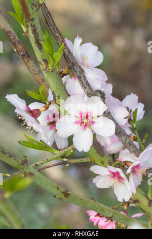 Almond Blossom. Prunus dulcis. Banque D'Images