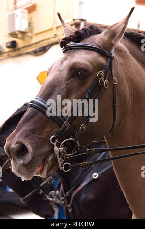 Février 2019. Xirivella.Espagne. Premier vol d'un cheval sellé prêt pour une promenade dans la ville Banque D'Images
