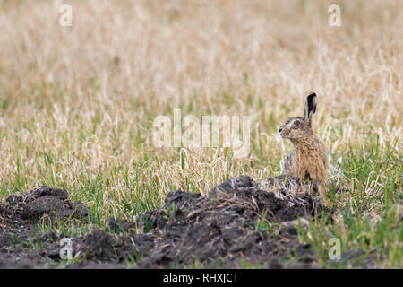 Un lièvre (Lepus europaeus) est assis dans un champ et est à regarder ses environs. Banque D'Images