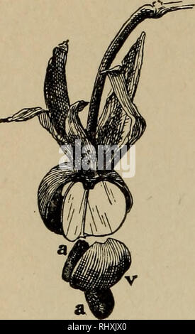 . Beginners' botanique. La botanique. 166 débutants' BOI"TOUT. Fig. 234. -Cap- sule de Morn- ing la gloire. 236, 237). Certaines capsules sont d'une loge, mais ils peuvent avoir été composé lorsque les jeunes (dans l'ovaire stade) et les partitions peuvent avoir disparu. Parfois l'une ou plusieurs des carpelles sont uniformément évincées par la croissance d'autres exclusifs des carpelles (Fig. 235). Les graines ou de parties qui sont évincés sont dit d'être abandonné. Il y a plusieurs façons de la déhiscence des cap- sules ou ouvert. Quand ils cassent le long des partitions (ou cloisons), le mode est connu comme septi- cidal déhiscence (Fig. 236) ; dans septi Banque D'Images