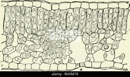 . Les débutants la botanique. La botanique. Chapitre XII de la structure ou l'anatomie des feuilles -Outre le cadre, ou le système de veines trouvés dans les pales de toutes les feuilles, il y a un tissu cellulaire appelée mésophylle, ou des feuilles, et d'un épiderme parenchyme ou peau qui couvre l'ensemble de la partie extérieure. Mésophylle. - Le mésophylle n'est pas tous pareils ou neous Soviéti-. La couche supérieure est composée de cellules allongées placé perpendiculairement à la surface de la feuille. On les appelle cellules palissadiques. Ces cellules sont habituellement remplis d'organes vert appelé chlo- rophyll les céréales. Le grain contient un grand nombre de chlo- rophyll dr Banque D'Images