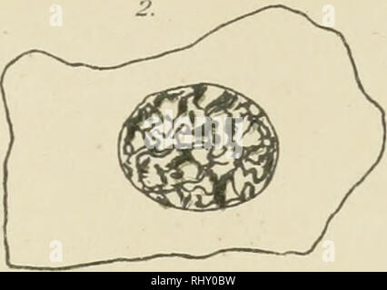 . Beitrge zur Biologie der Pflanzen. Physiologie des plantes ; les plantes. . Veuillez noter que ces images sont extraites de la page numérisée des images qui peuvent avoir été retouchées numériquement pour plus de lisibilité - coloration et l'aspect de ces illustrations ne peut pas parfaitement ressembler à l'œuvre originale.. Berlin [etc. ] Duncker &AMP ; Humblot [etc. ] Banque D'Images