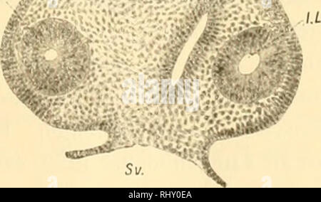 . Beiträge zur Entwicklungsgeschichte der europäischen Sumpfschildkröte (Emys lutaria Marsili) : Untersuchungen, ausgeführt mit Unterstützung der Kaiserlichen Akademie der Wissenschaften in Wien, aus dem Légat Wedl.. Tortues marines, Emys. . Veuillez noter que ces images sont extraites de la page numérisée des images qui peuvent avoir été retouchées numériquement pour plus de lisibilité - coloration et l'aspect de ces illustrations ne peut pas parfaitement ressembler à l'œuvre originale.. Hochstetter, Ferdinand, 1861- ; Kaiserl. Akademie der Wissenschaften in Wien. Mathematisch-Naturwissenschaftliche Klasse. Wien : aus der Kaiserli Banque D'Images