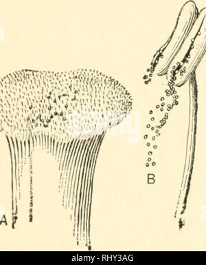 . Beginners' botanique. La botanique. Chapitre XIX la fécondation et la pollinisation des fleurs -^r. La fertilisation.-Seeds résultat de l'union de deux éléments ou parties. L'un de ces éléments est une cellule-noyau du grain de pollen. L'élé- ment d'autres flj est la cellule-noyau d'un œuf- / cellule, garder à l'ovaire. Le grain de pollen tombe sur le stigmate (Fig. 193). Il absorbe les jus exsudé par la stigmatisation, et se développe par l'envoi d'un tube (Fig. 194). Ce tube se développe vers le bas dans le style, l'absorption de la nourriture comme il va, et atteint finalement l'ovule à l'intérieur d'un ovule dans l'ovaire (Fig. 195), et Banque D'Images