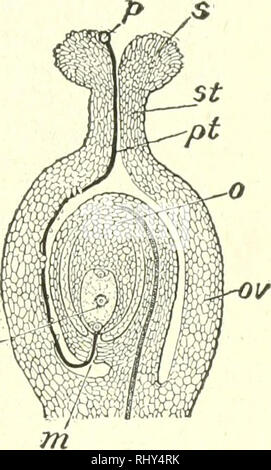 . Les débutants la botanique. La botanique. La Fleur - PERTILIZATION ET POLLINISATION 145. application de pistils de pollen de la même fleur est proche- la fertilisation ou l'auto-fertilisation. On voit que la fertilisation croisée lien peut être d'un grand nombre de degrés - entre deux fleurs dans le même cluster, entre ceux qui sont dans des groupes différents sur la même branche, entre ceux sur différentes plantes. La fertilisation a lieu habituellement qu'entre plantes de la même espèce ou genre. Dans de nombreux cas, il est, en effet, un appare7c sélection de lorsque le pollen le pollen provenant de deux sources ou plus est appliqué à la stig Banque D'Images