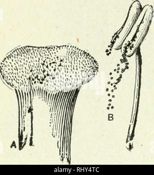 . Les débutants la botanique. La botanique. Chapitre XIX LA FLEUR -la fécondation et la pollinisation. La fertilisation. Graines - résultat de l'union de deux éléments ou parties. L'un de ces éléments est une cellule-noyau du grain de pollen. L'autre Elé- ment est la cellule-noyau d'une cellule œuf, garder à l'ovaire. Le grain de pollen tombe sur le stigmate (Fig. 193). Il absorbe les jus exsudé par la stigmatisation, et se développe par l'envoi d'un tube (Fig. 194). Ce tube se développe vers le bas dans le style, l'absorption de la nourriture comme il va, et atteint finalement l'ovule à l'intérieur d'un ovule dans l'ovaire (Fig. 195), et fertiliz Banque D'Images