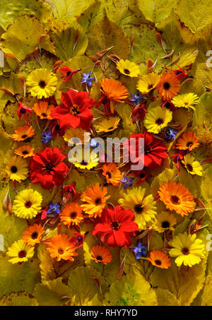 Des fleurs de jardin de Dahlia, Calendula, fushia et de bourrache, avec des pétales de chrysanthèmes sur une couche de feuilles d'Hamamélis jaune. Banque D'Images