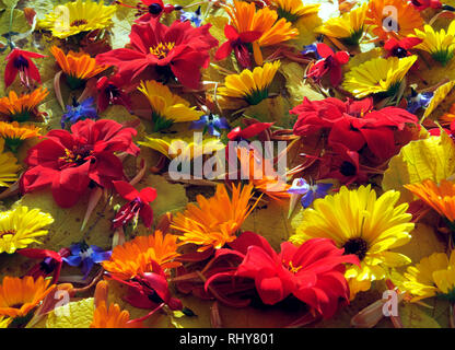 Des fleurs de jardin de Dahlia, Calendula, fushia et de bourrache, avec des pétales de chrysanthèmes sur une couche de feuilles d'Hamamélis jaune. La fin de l'été. Banque D'Images