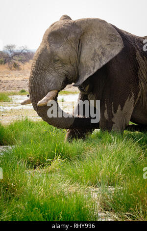 Un éléphant mâle impressionnant Bull dans Etosha National Park Banque D'Images