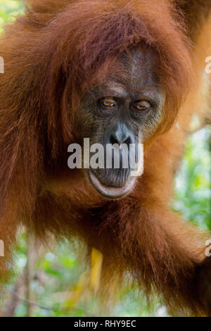 Un orang-outan dans les forêts de Bukit Lawang à Sumatra Banque D'Images