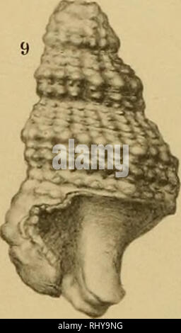 . Beiträge zur Paläontologie und Geologie Österreich-Ungarns und des orients : Mitteilungen des Geologischen Paläontologischen und der Universität Wien Instituts. La géologie, la paléontologie. . Veuillez noter que ces images sont extraites de la page numérisée des images qui peuvent avoir été retouchées numériquement pour plus de lisibilité - coloration et l'aspect de ces illustrations ne peut pas parfaitement ressembler à l'œuvre originale.. Universität Wien. Wien, Autriche : Wilhelm Braumüller Banque D'Images