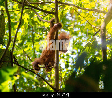 Un mignon bébé orang-outan dans les forêts de Bukit Lawang à Sumatra Banque D'Images