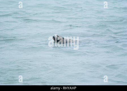 Un phoque dans les eaux de Prince William Sound à Valdez, Alaska Banque D'Images