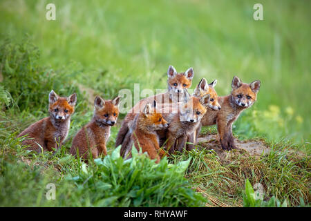 Le renard roux, Vulpes vulpes, oursons assis par le den. Banque D'Images