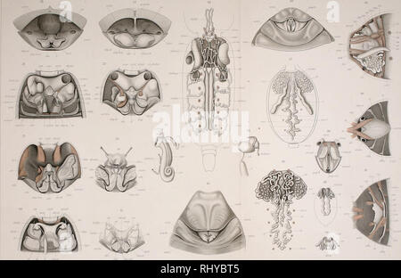 . Beiträge zur Morphologie der Arthropoden. I. Ein Beitrag zur Kenntnis der Pedipalpen. Scorpions whip. Zoolouii 150 Hat] XLII Tal VI. Veuillez noter que ces images sont extraites de la page numérisée des images qui peuvent avoir été retouchées numériquement pour plus de lisibilité - coloration et l'aspect de ces illustrations ne peut pas parfaitement ressembler à l'œuvre originale.. Börner, Carl Julius Bernhard, 1880-1953. Stuttgart, E. Nägele Banque D'Images