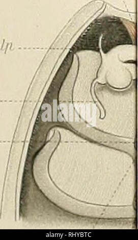 . Beiträge zur Morphologie der Arthropoden. I. Ein Beitrag zur Kenntnis der Pedipalpen. Scorpions whip. clis/r.ii 80. dschlfi vd :&gt ; ;. Veuillez noter que ces images sont extraites de la page numérisée des images qui peuvent avoir été retouchées numériquement pour plus de lisibilité - coloration et l'aspect de ces illustrations ne peut pas parfaitement ressembler à l'œuvre originale.. Börner, Carl Julius Bernhard, 1880-1953. Stuttgart, E. Nägele Banque D'Images
