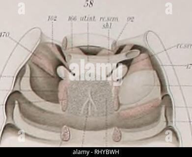 . Beiträge zur Morphologie der Arthropoden. I. Ein Beitrag zur Kenntnis der Pedipalpen. Scorpions whip. . Veuillez noter que ces images sont extraites de la page numérisée des images qui peuvent avoir été retouchées numériquement pour plus de lisibilité - coloration et l'aspect de ces illustrations ne peut pas parfaitement ressembler à l'œuvre originale.. Börner, Carl Julius Bernhard, 1880-1953. Stuttgart, E. Nägele Banque D'Images