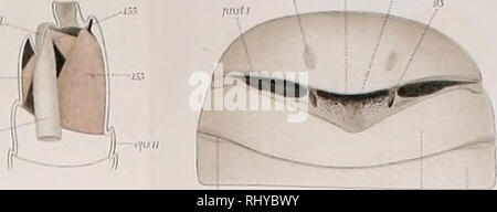 . Beiträge zur Morphologie der Arthropoden. I. Ein Beitrag zur Kenntnis der Pedipalpen. Scorpions whip. ,.,-/, Lü J.W jj'o/./. Veuillez noter que ces images sont extraites de la page numérisée des images qui peuvent avoir été retouchées numériquement pour plus de lisibilité - coloration et l'aspect de ces illustrations ne peut pas parfaitement ressembler à l'œuvre originale.. Börner, Carl Julius Bernhard, 1880-1953. Stuttgart, E. Nägele Banque D'Images