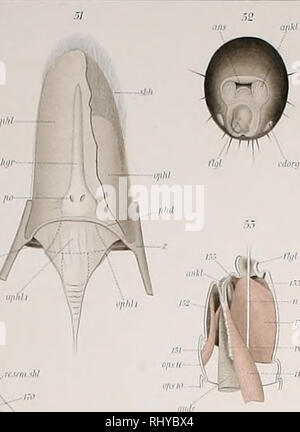 . Beiträge zur Morphologie der Arthropoden. I. Ein Beitrag zur Kenntnis der Pedipalpen. Scorpions whip. ,.,-/, Lü J.W jj'o/./. Veuillez noter que ces images sont extraites de la page numérisée des images qui peuvent avoir été retouchées numériquement pour plus de lisibilité - coloration et l'aspect de ces illustrations ne peut pas parfaitement ressembler à l'œuvre originale.. Börner, Carl Julius Bernhard, 1880-1953. Stuttgart, E. Nägele Banque D'Images