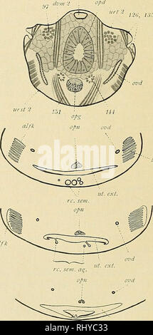 . Beiträge zur Morphologie der Arthropoden. I. Ein Beitrag zur Kenntnis der Pedipalpen. Scorpions whip. 78 b 78 alfk d. C IGP&gt ; ut. poste ut. ext. goap goap. Veuillez noter que ces images sont extraites de la page numérisée des images qui peuvent avoir été retouchées numériquement pour plus de lisibilité - coloration et l'aspect de ces illustrations ne peut pas parfaitement ressembler à l'œuvre originale.. Börner, Carl Julius Bernhard, 1880-1953. Stuttgart, E. Nägele Banque D'Images