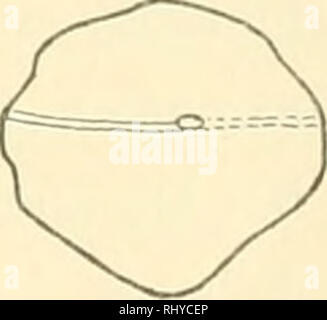 . Beiträge zur morphologie des skeletes, nebst der dipnoer pleuracanthiden holocephalen, bemerkungen über und sordide.  ; . X. Veuillez noter que ces images sont extraites de la page numérisée des images qui peuvent avoir été retouchées numériquement pour plus de lisibilité - coloration et l'aspect de ces illustrations ne peut pas parfaitement ressembler à l'œuvre originale.. Fürbringer, Karl, 188. Banque D'Images