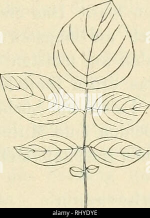 . Beitrge zur Biologie der Pflanzen. Physiologie des plantes ; les plantes. . Veuillez noter que ces images sont extraites de la page numérisée des images qui peuvent avoir été retouchées numériquement pour plus de lisibilité - coloration et l'aspect de ces illustrations ne peut pas parfaitement ressembler à l'œuvre originale.. Berlin [etc. ] Duncker &AMP ; Humblot [etc. ] Banque D'Images