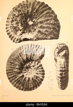 . Beiträge zur Geologie Syriens.. La géologie, la paléontologie. XI. Tafel Veuillez noter que ces images sont extraites de la page numérisée des images qui peuvent avoir été retouchées numériquement pour plus de lisibilité - coloration et l'aspect de ces illustrations ne peut pas parfaitement ressembler à l'œuvre originale.. Blanckenhorn, Max, 1861-1947.. Cassel : Selbstverlag des Verfassers Banque D'Images