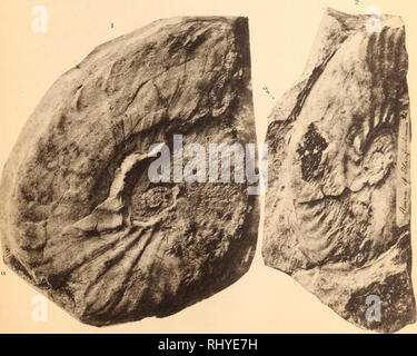 . Beiträge zur Geologie Syriens.. La géologie, la paléontologie. . Veuillez noter que ces images sont extraites de la page numérisée des images qui peuvent avoir été retouchées numériquement pour plus de lisibilité - coloration et l'aspect de ces illustrations ne peut pas parfaitement ressembler à l'œuvre originale.. Blanckenhorn, Max, 1861-1947.. Cassel : Selbstverlag des Verfassers Banque D'Images