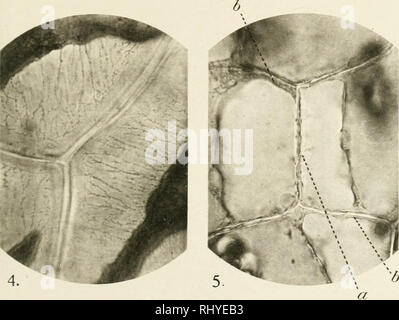 . Beitrge zur Biologie der Pflanzen. Physiologie des plantes ; les plantes. . Veuillez noter que ces images sont extraites de la page numérisée des images qui peuvent avoir été retouchées numériquement pour plus de lisibilité - coloration et l'aspect de ces illustrations ne peut pas parfaitement ressembler à l'œuvre originale.. Berlin [etc. ] Duncker &AMP ; Humblot [etc. ] Banque D'Images