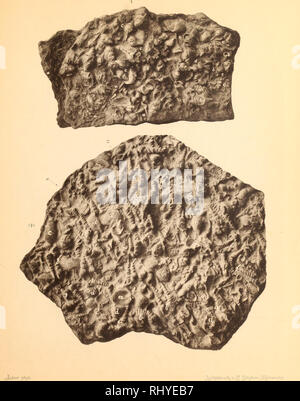 . Beiträge zur Geologie Syriens.. La géologie, la paléontologie. VI. Tafel. Veuillez noter que ces images sont extraites de la page numérisée des images qui peuvent avoir été retouchées numériquement pour plus de lisibilité - coloration et l'aspect de ces illustrations ne peut pas parfaitement ressembler à l'œuvre originale.. Blanckenhorn, Max, 1861-1947.. Cassel : Selbstverlag des Verfassers Banque D'Images