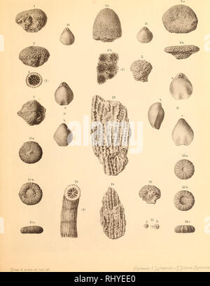 . Beiträge zur Geologie Syriens.. La géologie, la paléontologie. H. de Tafel. Veuillez noter que ces images sont extraites de la page numérisée des images qui peuvent avoir été retouchées numériquement pour plus de lisibilité - coloration et l'aspect de ces illustrations ne peut pas parfaitement ressembler à l'œuvre originale.. Blanckenhorn, Max, 1861-1947.. Cassel : Selbstverlag des Verfassers Banque D'Images