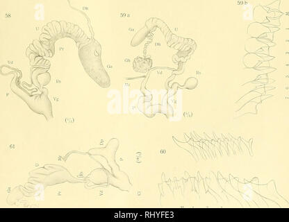 . Anatomie und Beiträge zur Systematik der Stylomatophoren aus dem Gebiete der Monarchie und der angrenzenden. Balkanländer Les mollusques. 58. Denkschriften der kaiserl. Akademie der Wiss. math. naturw. Kl., Bd. XCI.. Veuillez noter que ces images sont extraites de la page numérisée des images qui peuvent avoir été retouchées numériquement pour plus de lisibilité - coloration et l'aspect de ces illustrations ne peut pas parfaitement ressembler à l'œuvre originale.. Wagner, Antoni Jozef, d. 1928. Wien, [K. K. Hof- und Staatsdruckerei] Banque D'Images