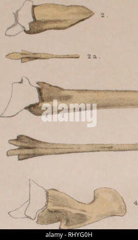 . Beitrag zur Osteologie des Vogelschwanzes : dissertation inaugurale-der philosophischen Fakultät der Universität Bern zur Erklärung der Doctorwürde. Les oiseaux ; la queue. Van Oort, Vogelscliwnuz. /. Veuillez noter que ces images sont extraites de la page numérisée des images qui peuvent avoir été retouchées numériquement pour plus de lisibilité - coloration et l'aspect de ces illustrations ne peut pas parfaitement ressembler à l'œuvre originale.. Daniel van Oort, Eduard, 1876-1933. Leiden [Pays-Bas]  : E. J. Brill Banque D'Images