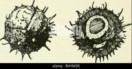 . Les débutants la botanique. La botanique. Fig. 234. - Cap- sule de Morn- ing la gloire. 236, 237). Certaines capsules sont d'un lieu, mais ils peuvent avoir été composé lorsque les jeunes (dans l'ovaire stade) et les partitions peuvent avoir disparu. Parfois l'une ou plusieurs des carpelles sont uniformément évincées par la croissance d'autres exclusifs des carpelles (Fig. 235). Les graines ou de parties qui sont évincés sont dits être abandonner id. Il y a plusieurs façons de la déhiscence des cap- sules ou ouvert. Quand ils cassent le long tJicpcDtitions (ou cloisons), le mode est connu comme septi- cidal déhiscence (Fig. 236) ; dans septicidaldehiscence le fruit se Banque D'Images