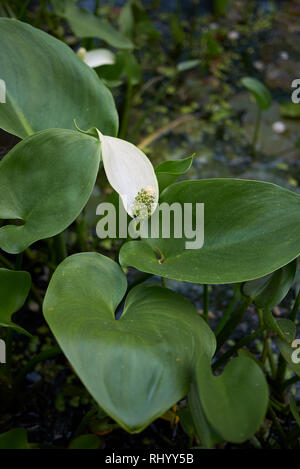 Peltandra virginica avec inflorescence blanc Banque D'Images