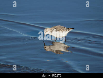 Bécasseau sanderling Calidris alba, adultes, , dans une eau peu profonde, la baie de Morecambe, UK Banque D'Images