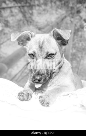 Adorable chiot de race mixte avec chien mignon yeux head shot isolé sur fond blanc Banque D'Images