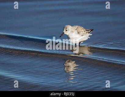 Bécasseau sanderling Calidris alba, adultes, , dans une eau peu profonde, la baie de Morecambe, UK Banque D'Images