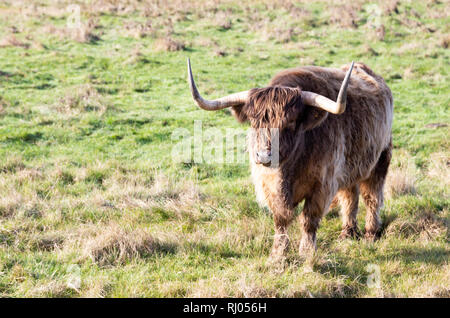 Vache Highland à Réserve Naturelle des Marais d'OARE, Faversham, Kent, Angleterre Banque D'Images