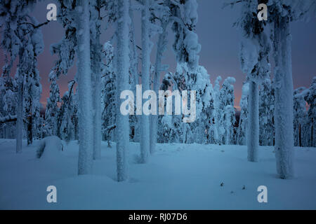 Paysage hivernal de Nuit noire dans la forêt gelée après tempête de neige, les grands arbres couverts de neige Banque D'Images