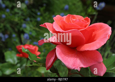 Les roses rouges croissant dans un jardin Banque D'Images