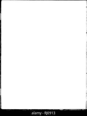 . Le North American Crinoidea camerata [microform]. Crinoidea, combustibles fossiles Crinoïdes ; j.^***'. Veuillez noter que ces images sont extraites de la page numérisée des images qui peuvent avoir été retouchées numériquement pour plus de lisibilité - coloration et l'aspect de ces illustrations ne peut pas parfaitement ressembler à l'œuvre originale.. Wachsmuth, Charles, 1829-1896 ; Springer, Frank, 1848-1927. [Cambridge Mass. ] : Imprimé pour le Musée Banque D'Images