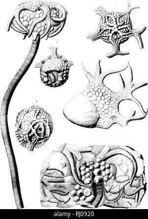 . Le North American Crinoidea camerata [microform]. Crinoidea, combustibles ; fossiles crinoïdes. 4-. Veuillez noter que ces images sont extraites de la page numérisée des images qui peuvent avoir été retouchées numériquement pour plus de lisibilité - coloration et l'aspect de ces illustrations ne peut pas parfaitement ressembler à l'œuvre originale.. Wachsmuth, Charles, 1829-1896 ; Springer, Frank, 1848-1927. [Cambridge Mass. ] : Imprimé pour le Musée Banque D'Images