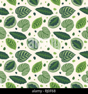 Feuilles tropicales illustration graphique transparente avec motif feuilles de prière Calathea vert sur fond blanc Banque D'Images