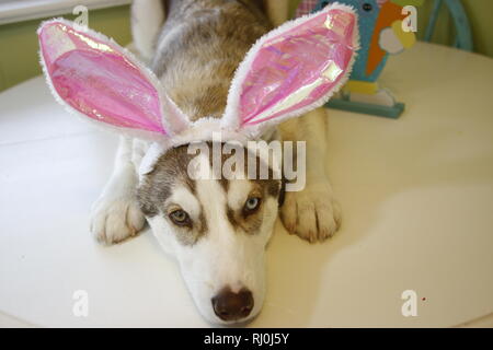 Un petit chiot Husky qui ressemble à ce qu'il peint des oeufs de Pâques avec oreilles de lapin.. Banque D'Images