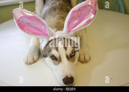 Un petit chiot Husky qui ressemble à ce qu'il peint des oeufs de Pâques avec oreilles de lapin.. Banque D'Images