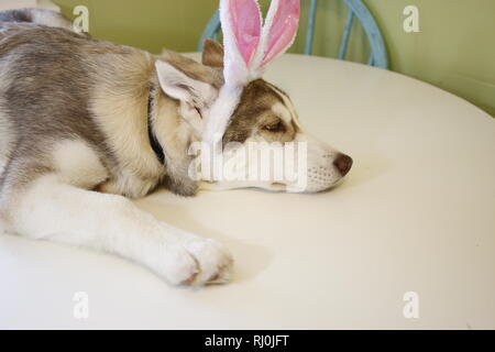 Un petit chiot Husky qui ressemble à ce qu'il peint des oeufs de Pâques avec oreilles de lapin.. Banque D'Images