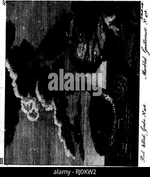 . Zoologie arctique [microform]. Les oiseaux sauvages, oiseaux. . Veuillez noter que ces images sont extraites de la page numérisée des images qui peuvent avoir été retouchées numériquement pour plus de lisibilité - coloration et l'aspect de ces illustrations ne peut pas parfaitement ressembler à l'œuvre originale.. Pennant, Thomas, 1726-1798. Londres : Imprimé par Henry Hughes Banque D'Images